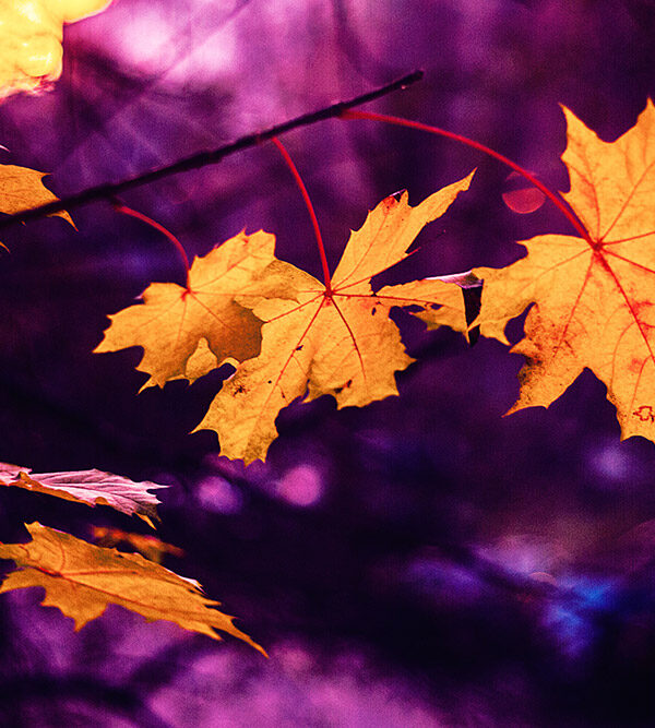 Fall leaves over bright purple sunset