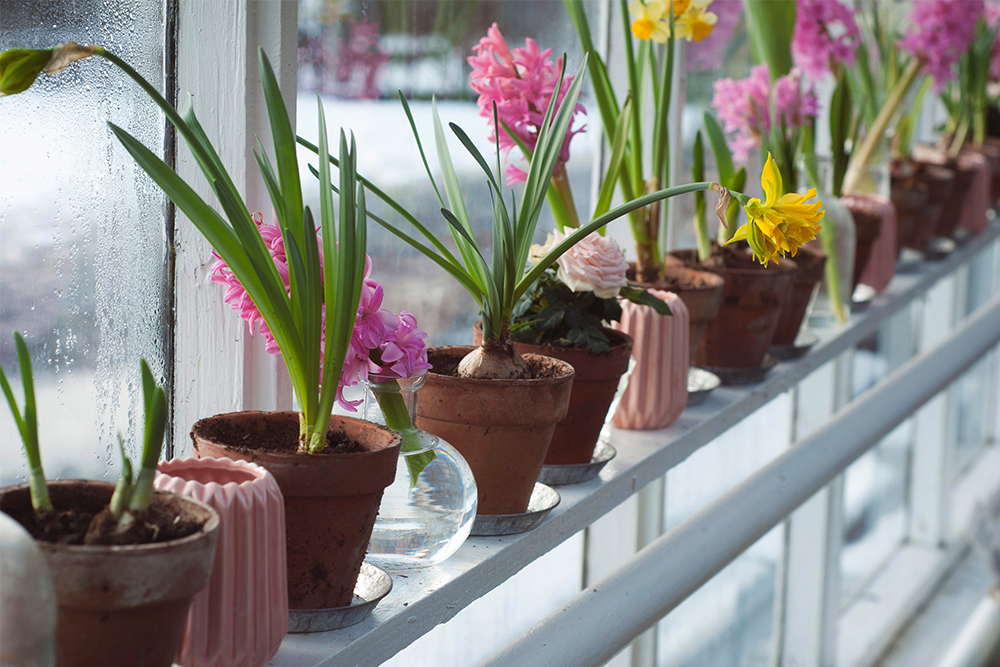 photo of greenhouse of potted spring flowers