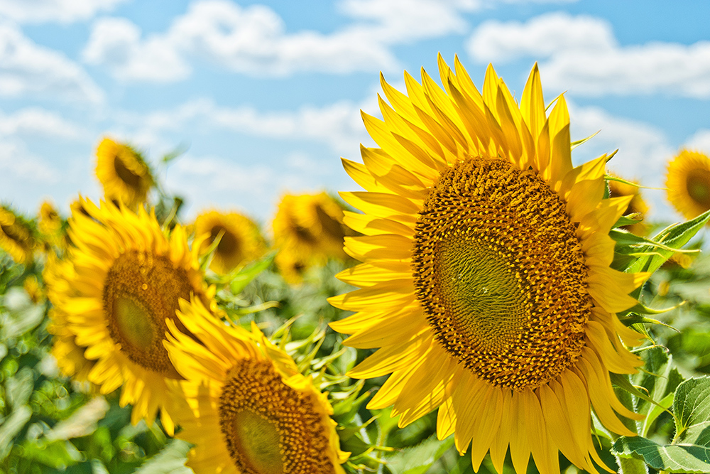 Photo of summer sky and sunflowers