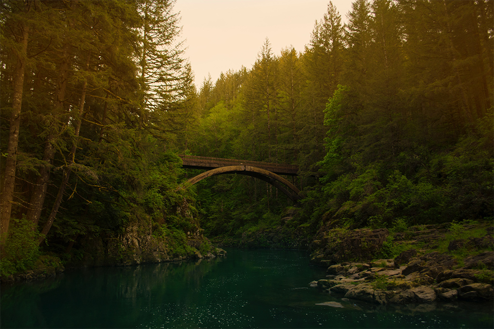 Photo of bridge in a forrest