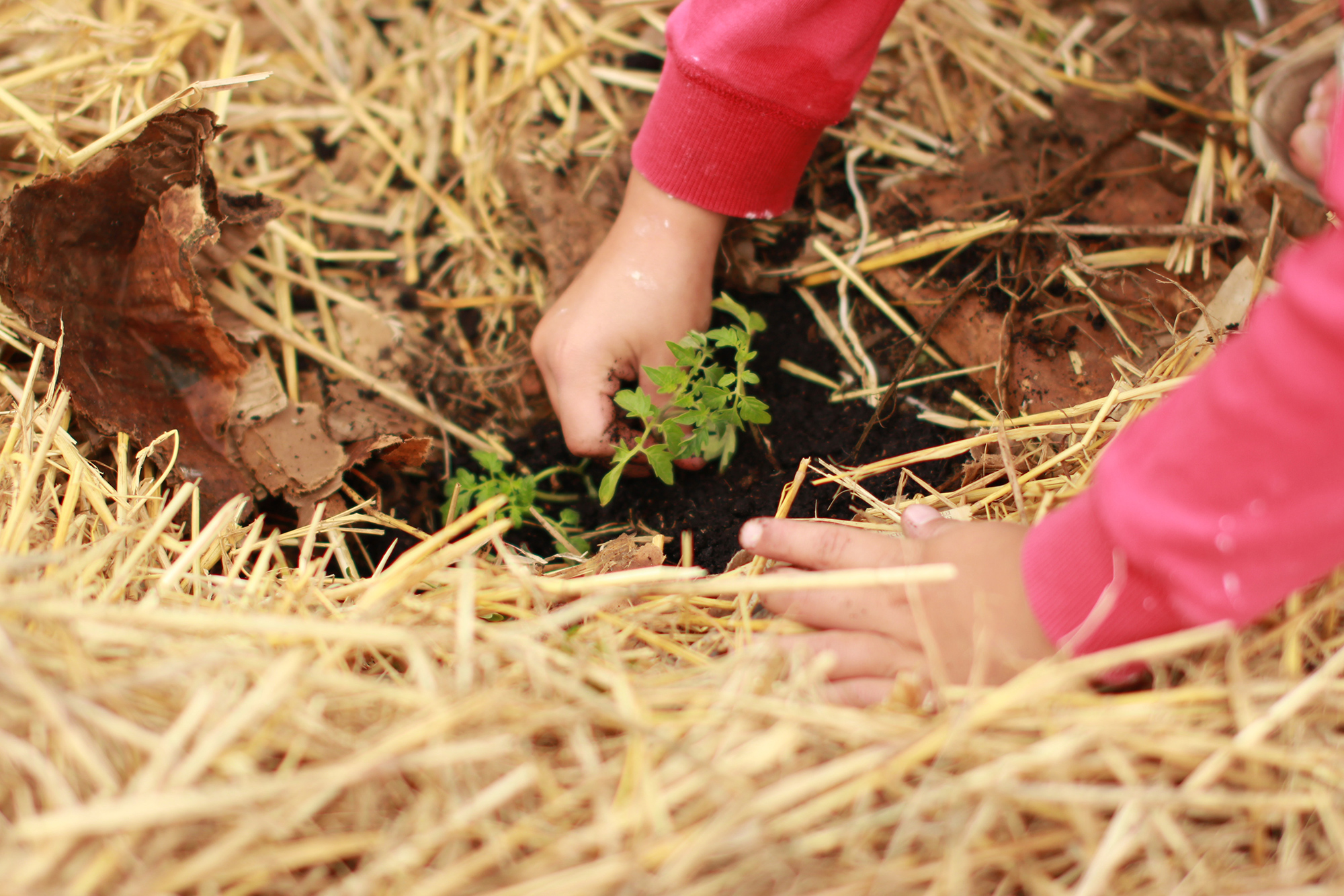 child planting plant