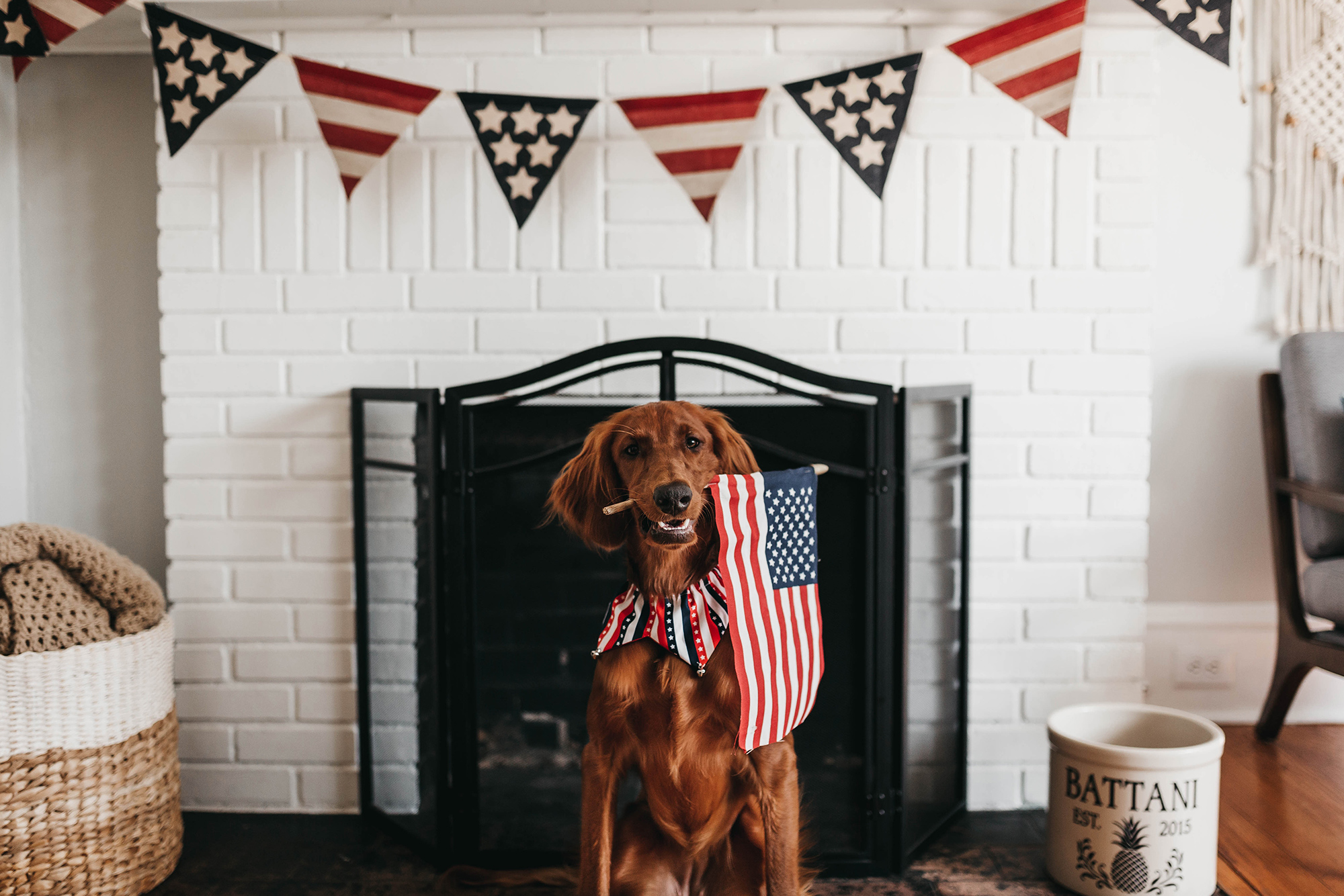 Dog holding American flag in its mouth