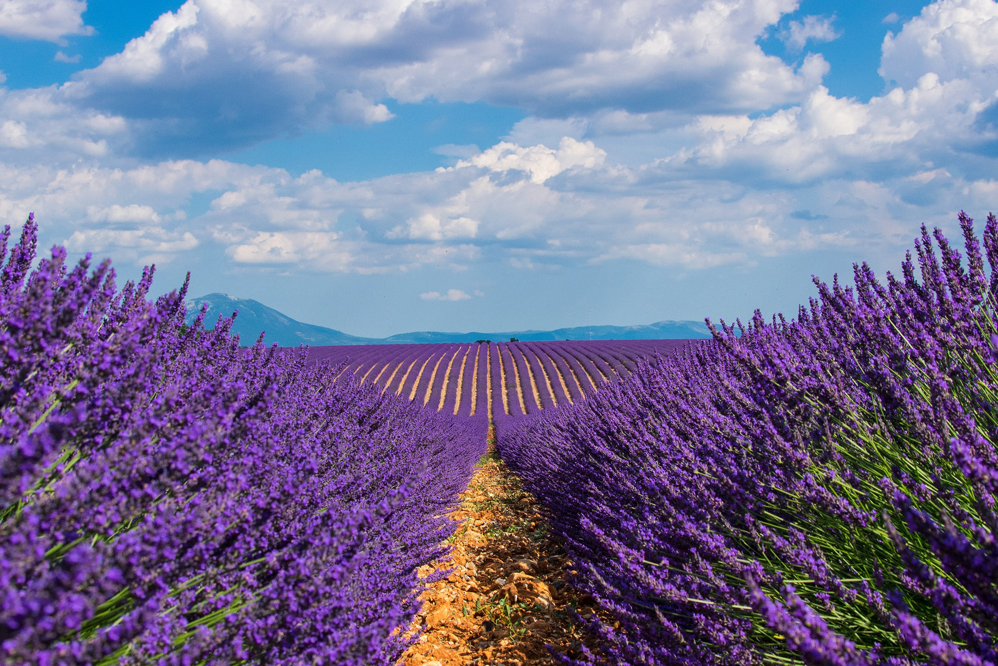 Field of lavender with a sunny overcast sky in the background