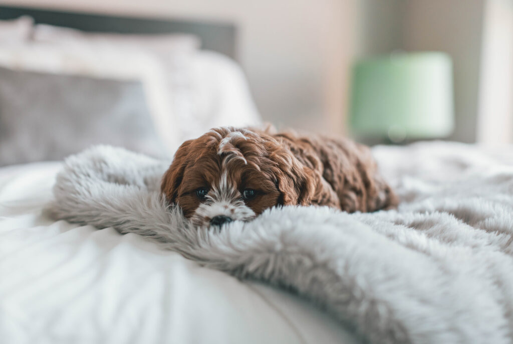 dog asleep on a comfortable blanket