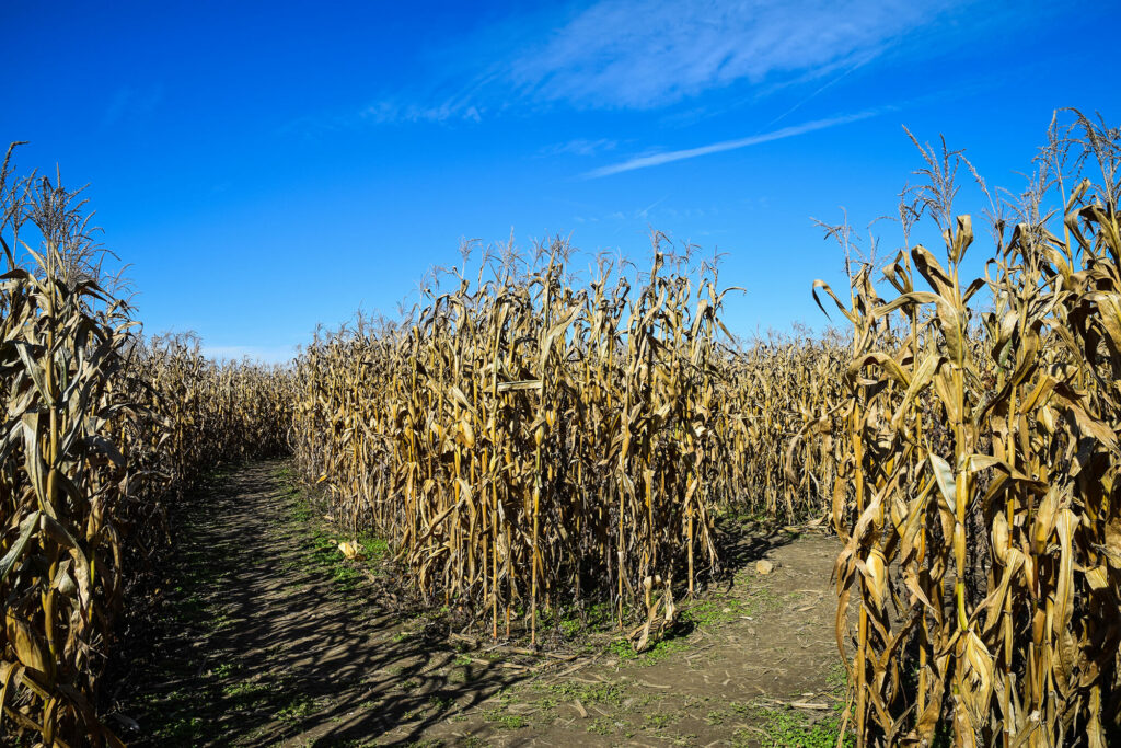 Corn maze with a diverging path