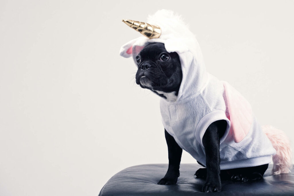Dog sitting on a chair in a unicorn costume