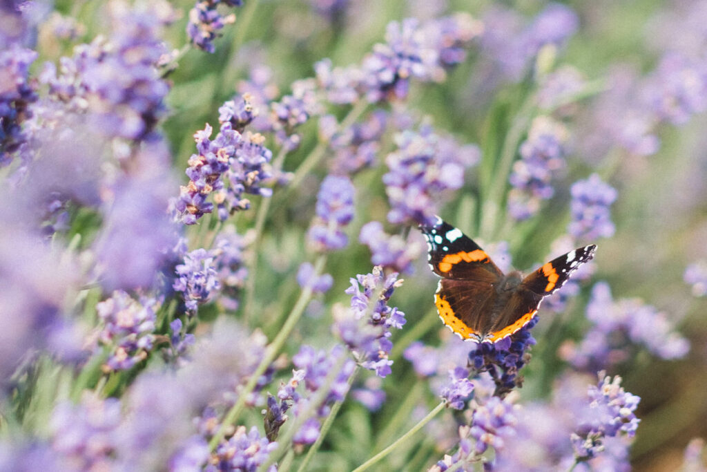 a butterfly rests in a field of lavender 