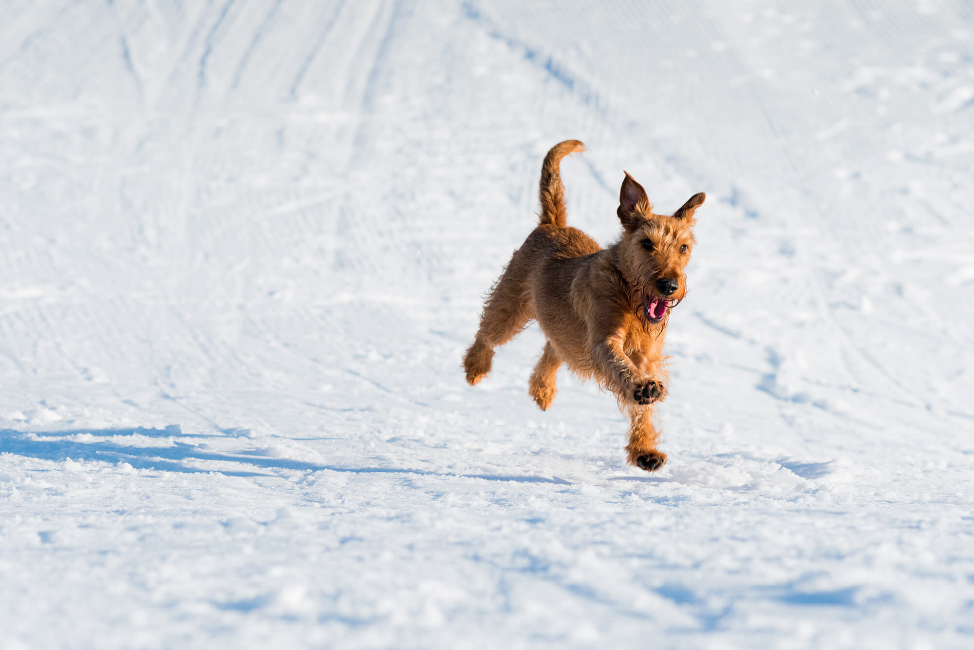 Welsh terrier puppy running through snow