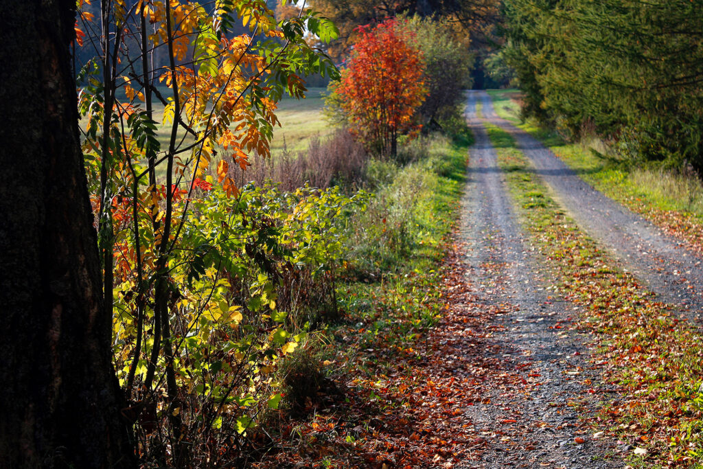 Country road with leaves 