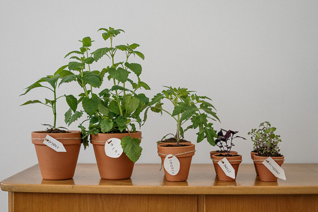 Herbs planted in terracotta plants
