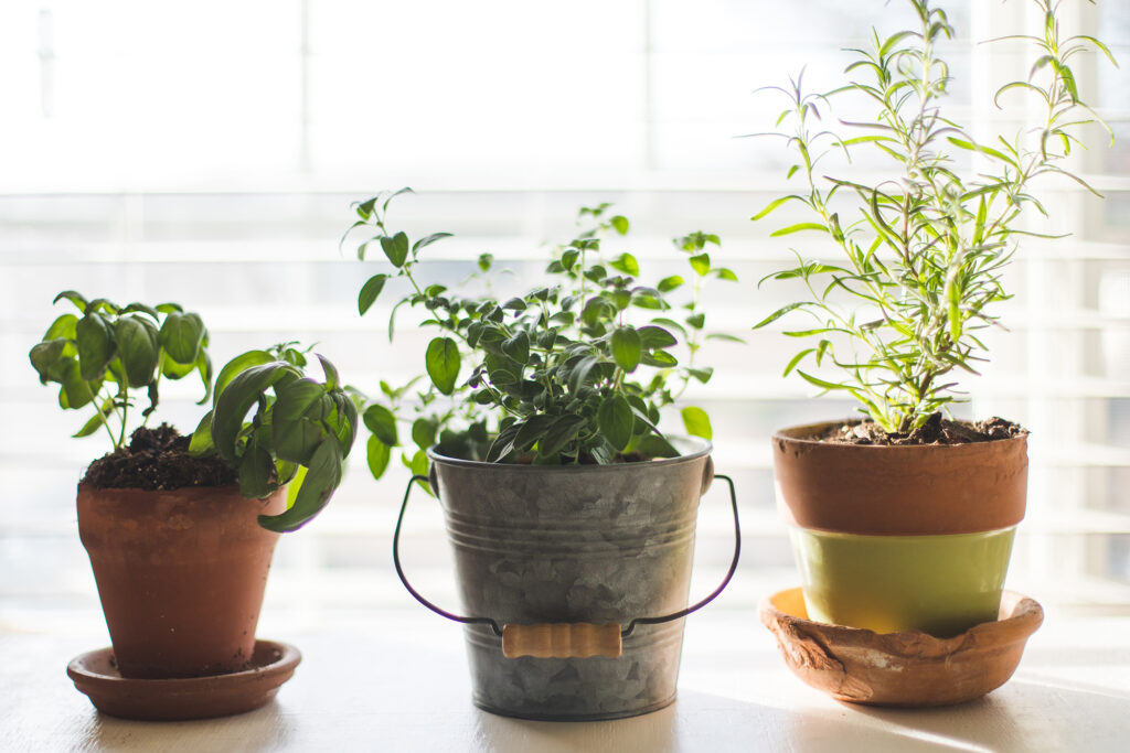 Three plants in terracotta pots