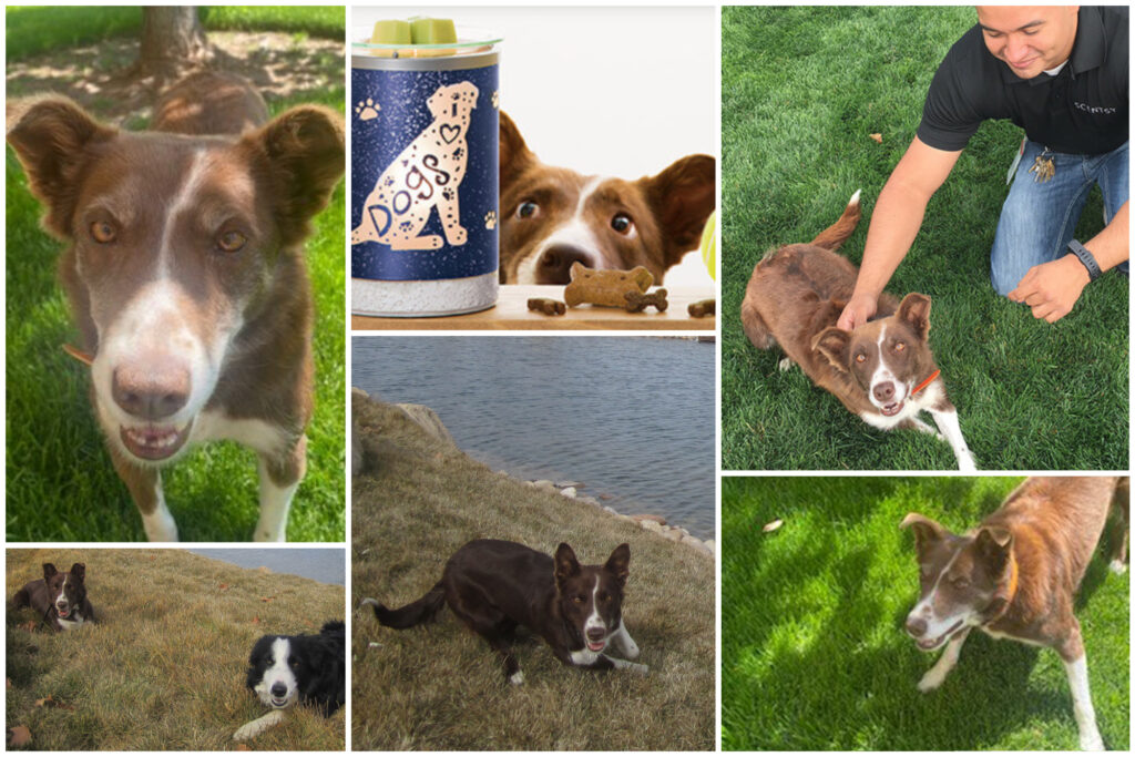 Scentsy's Chief Ball Chaser Izzy the dog photo collage