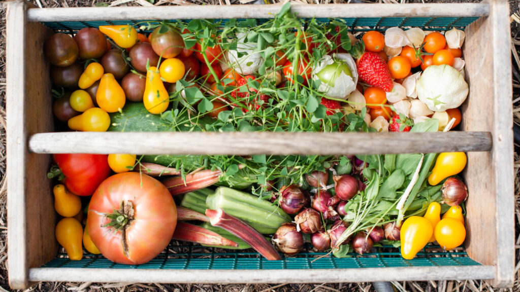 Spring gardening basket full of fresh fruits and veggies