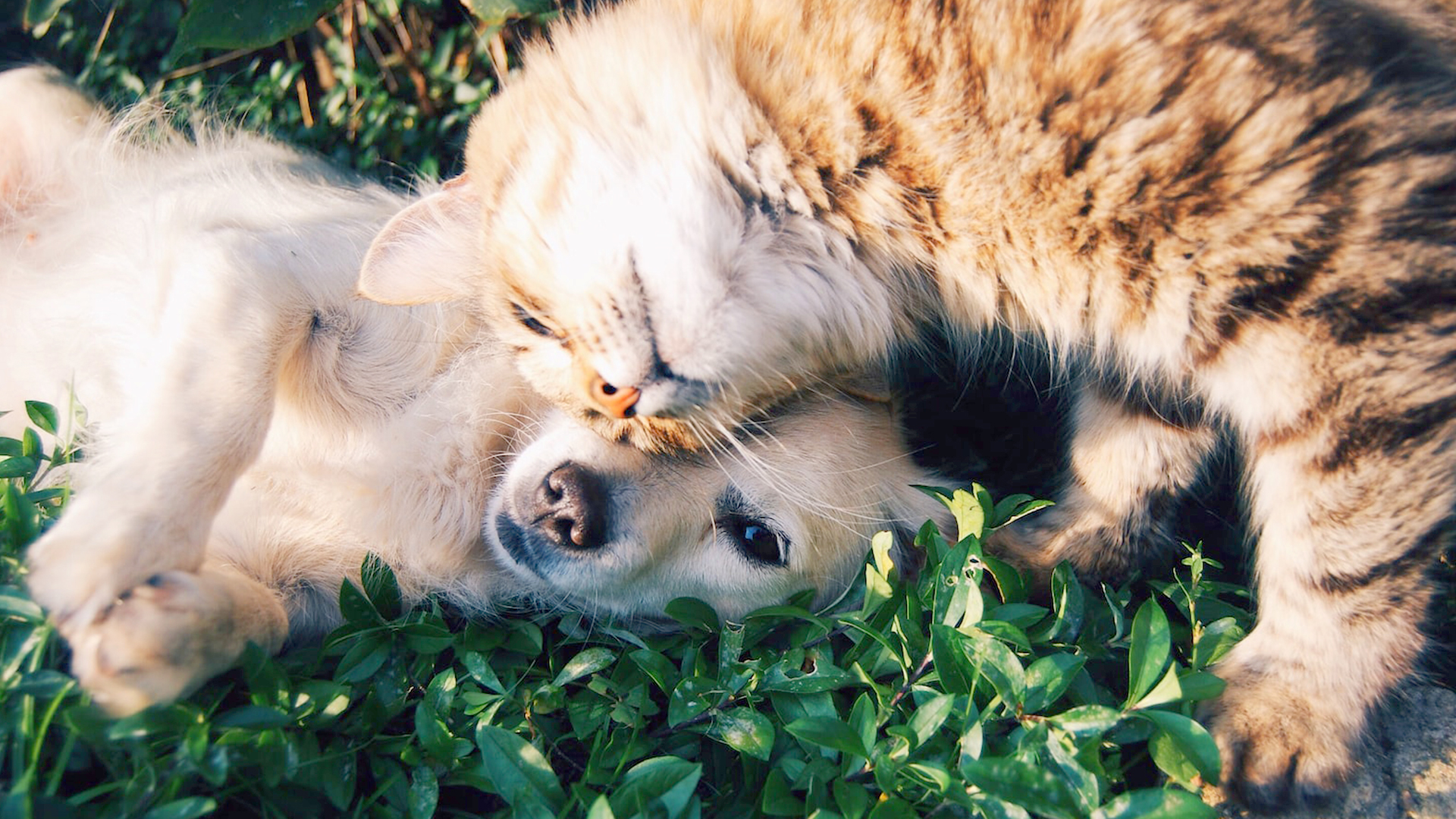Dog and Cat laying down in a leafy bush