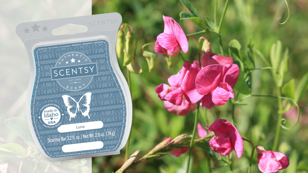 Bright pink sweet pea flowers blooming next to a Scentsy Luna scented wax bar