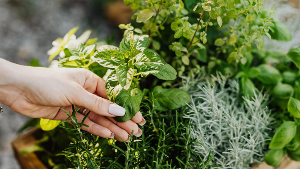 Herb garden with basil, rosemary, thyme and mint with a woman's hand  picking a mint leaf