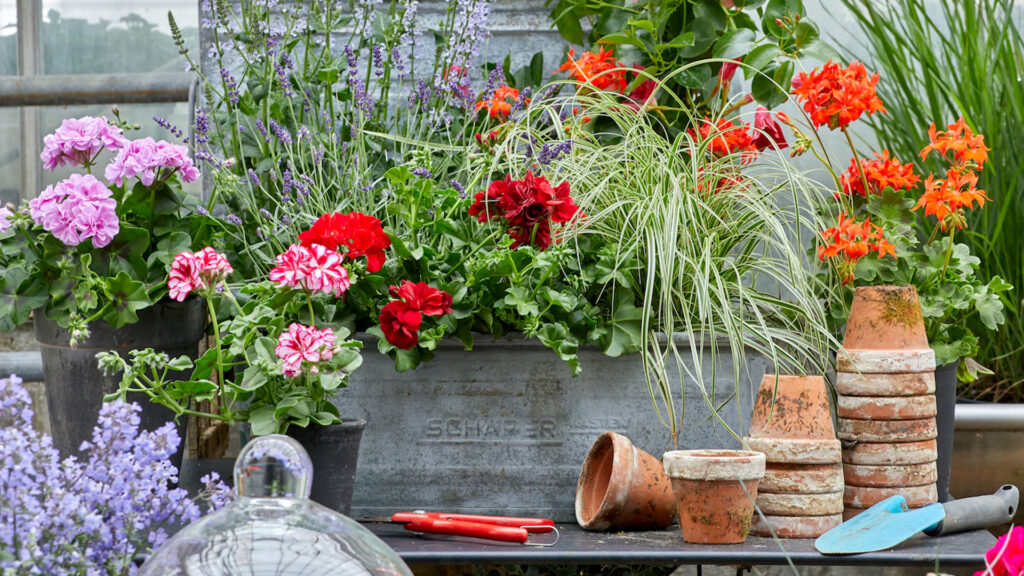 A flower bed and a few pots with many different colorful flowers blooming