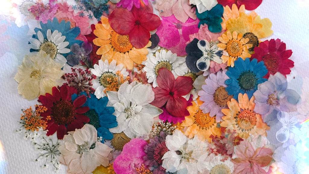 Many colorful pressed flowers 