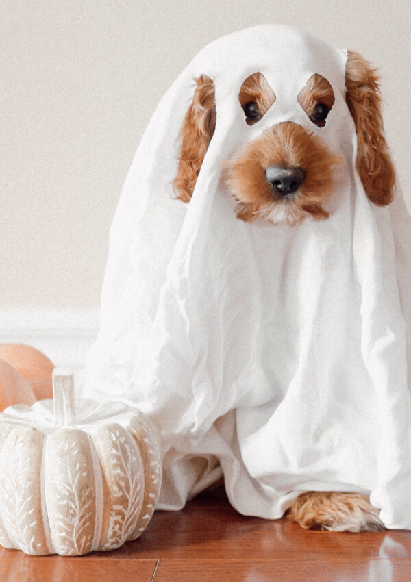 A brown puppy dressed up as a white ghost with a sheet beside two small decor pumpkins