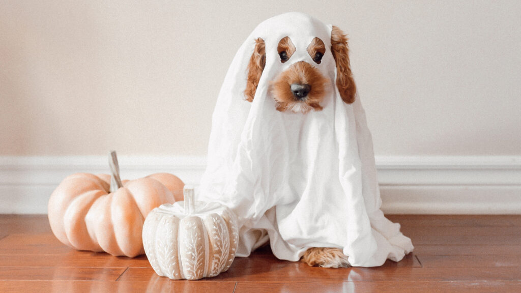 A brown puppy dressed up as a white ghost with a sheet beside two small decor pumpkins