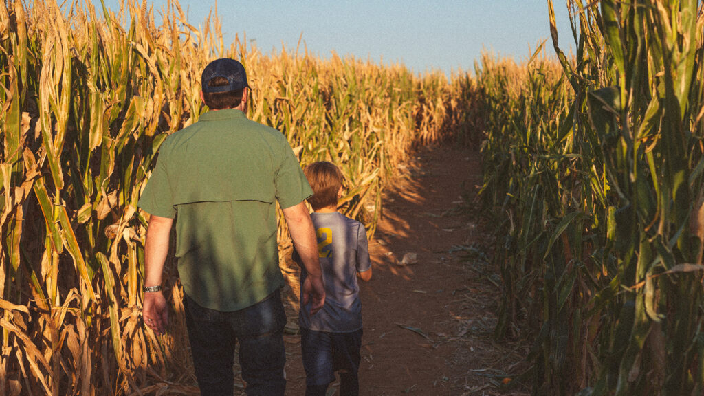 A father and his son walking through a corn maze