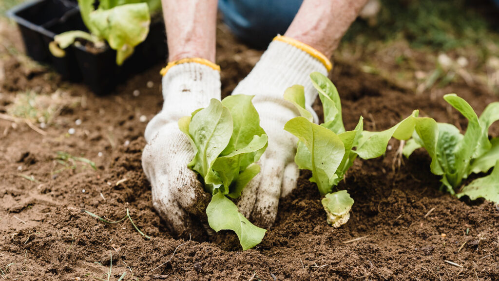 A person's hands with gardening gloves on planting lettuce in a dirt filled garden bed.
