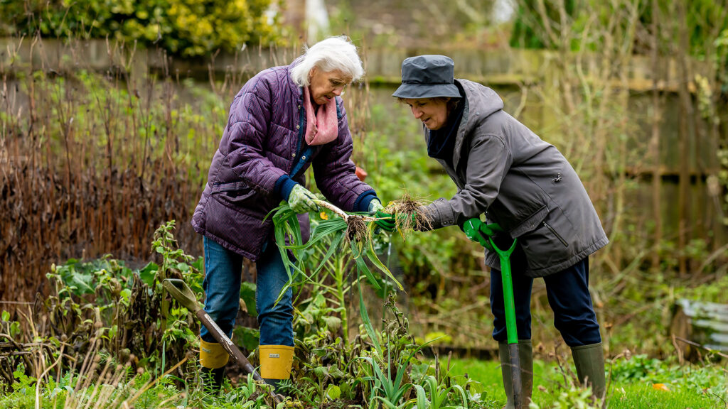 Two women gardening together holding shovels and digging up plants.