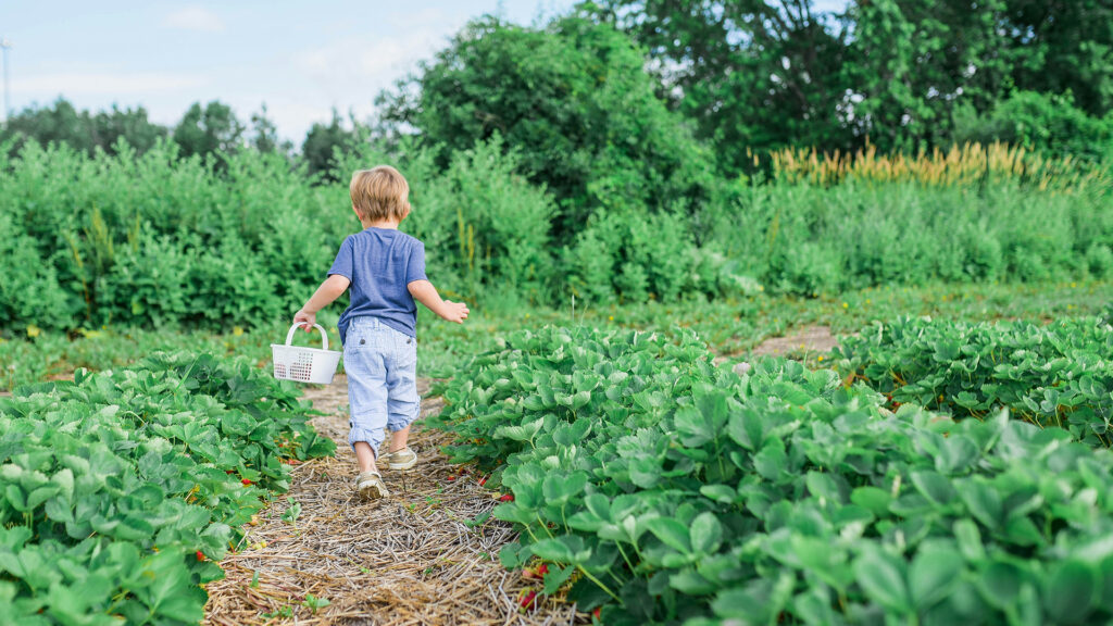 A young boy running through a strawberry field holding a basket