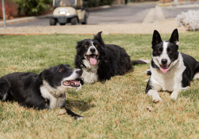 Meet Scentsy’s most paw-pular employees