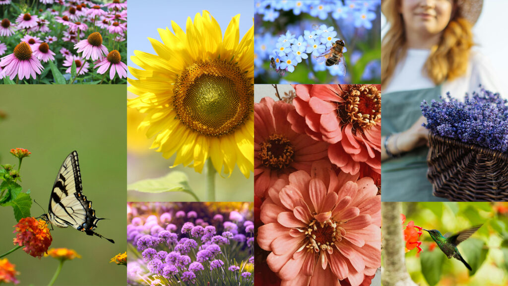A collage of yellow, purple, blue, violet, orange, and red flowers with pollinator insects and birds landing on the blossoms.