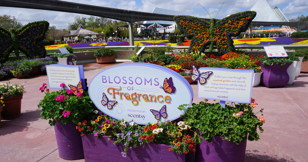 The Blossoms of Fragrance by Scentsy sign describes the experience at the EPCOT International Flower & Garden Festival at Walt Disney World Resort in Florida. 