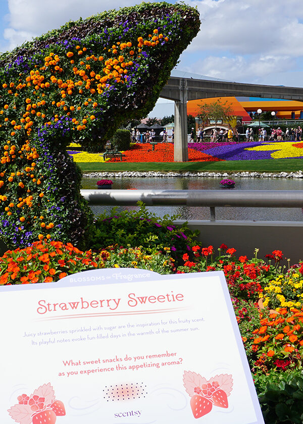 A butterfly hedge filled with flowers and surrounded by colorful potted plants is part of Scentsy's display at the EPCOT International Flower & Garden Festival at Walt Disney World Resort in Florida.